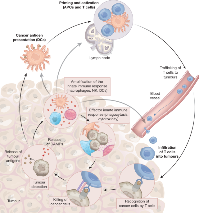 Immune System Fights Cancer