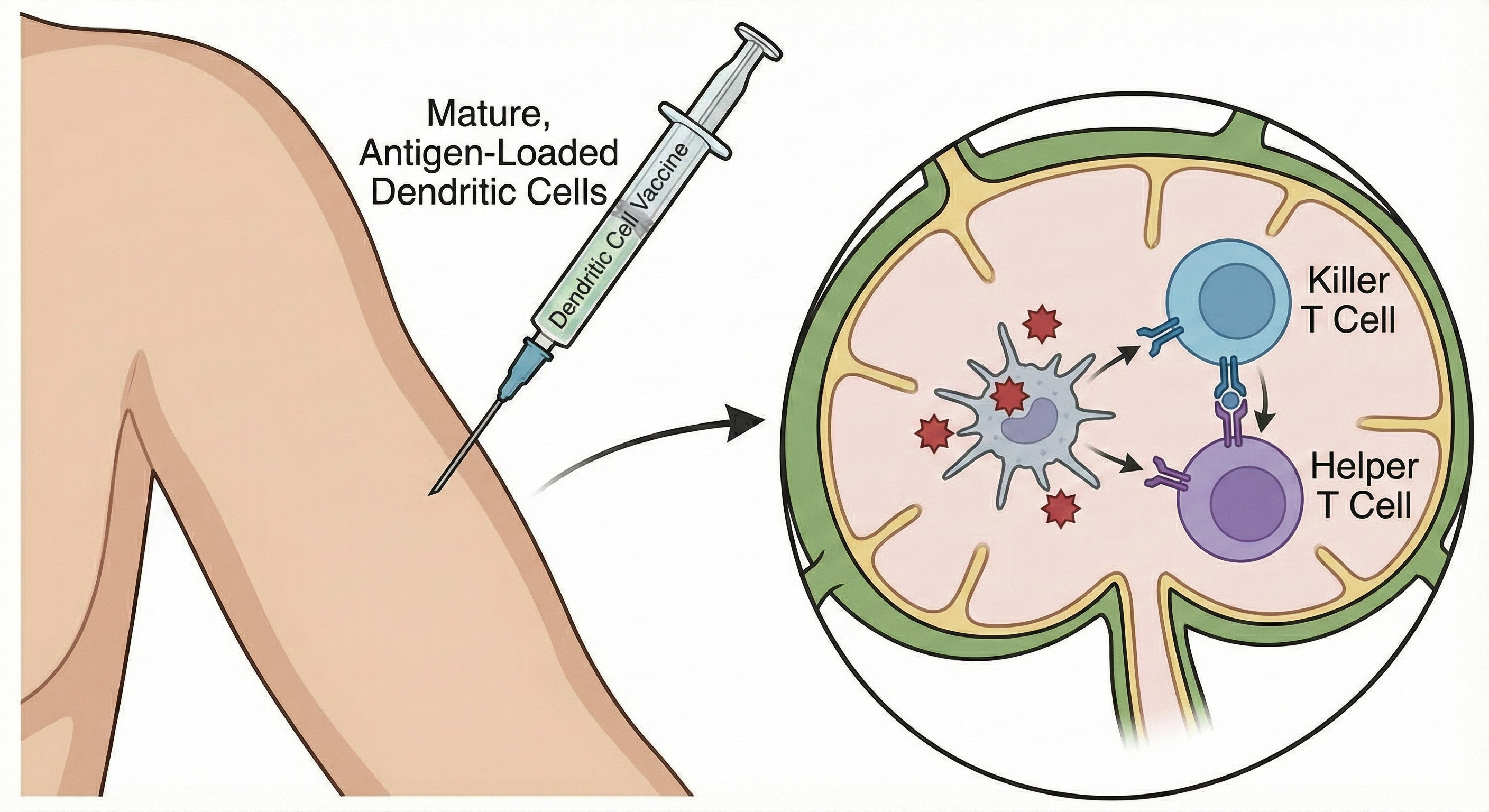 Vaccine Administration and T-Cell Activation