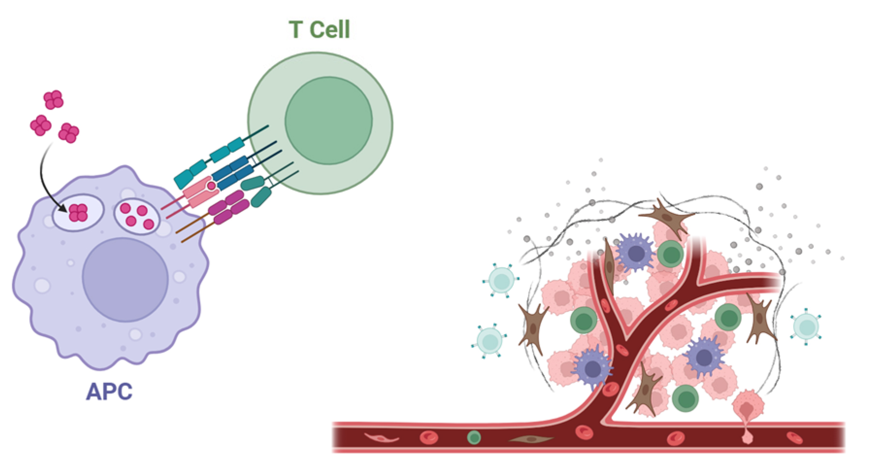 Immunotherapy for pancreatic cancer