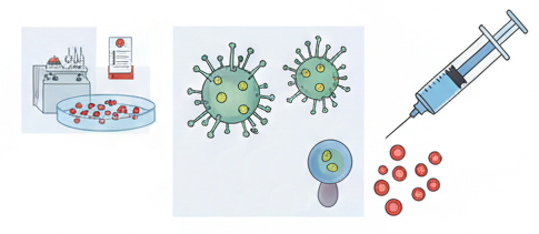 Cancer Vaccine for Pancreatic Cancer
