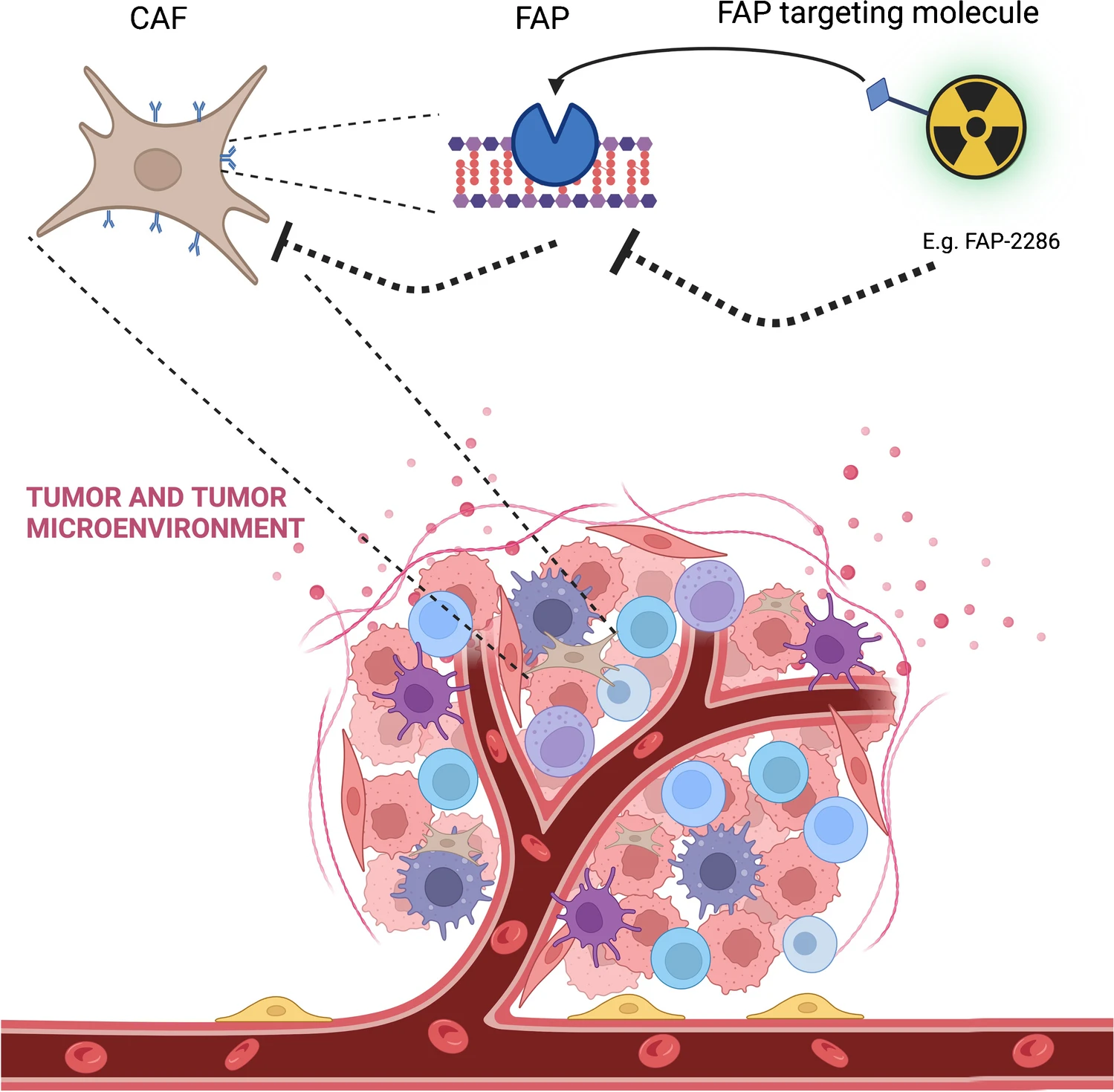 Understanding Targeted FAPI Radiation Concept